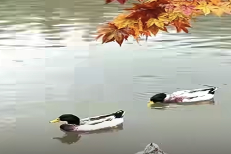 к˵Ĺ˾Ʋο